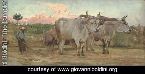 Oxen in the Tuscan countrside